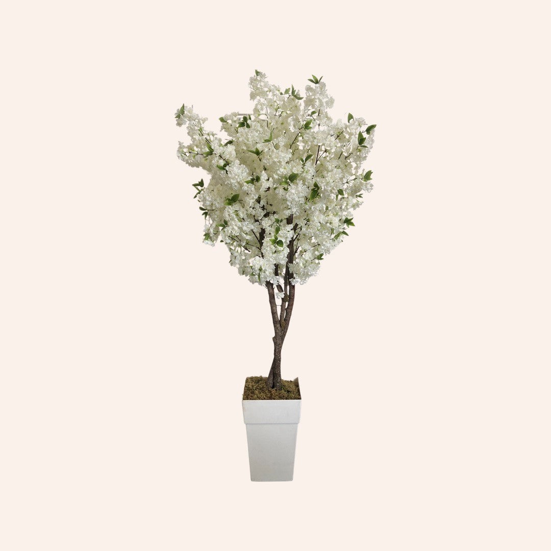 White Cherry Blossom Tree